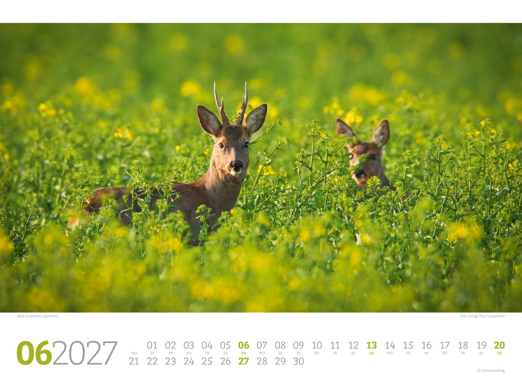 Weitere Ansicht: Tierwelt Wald Kalender 2027 | Ackermann Kunstverlag GmbH