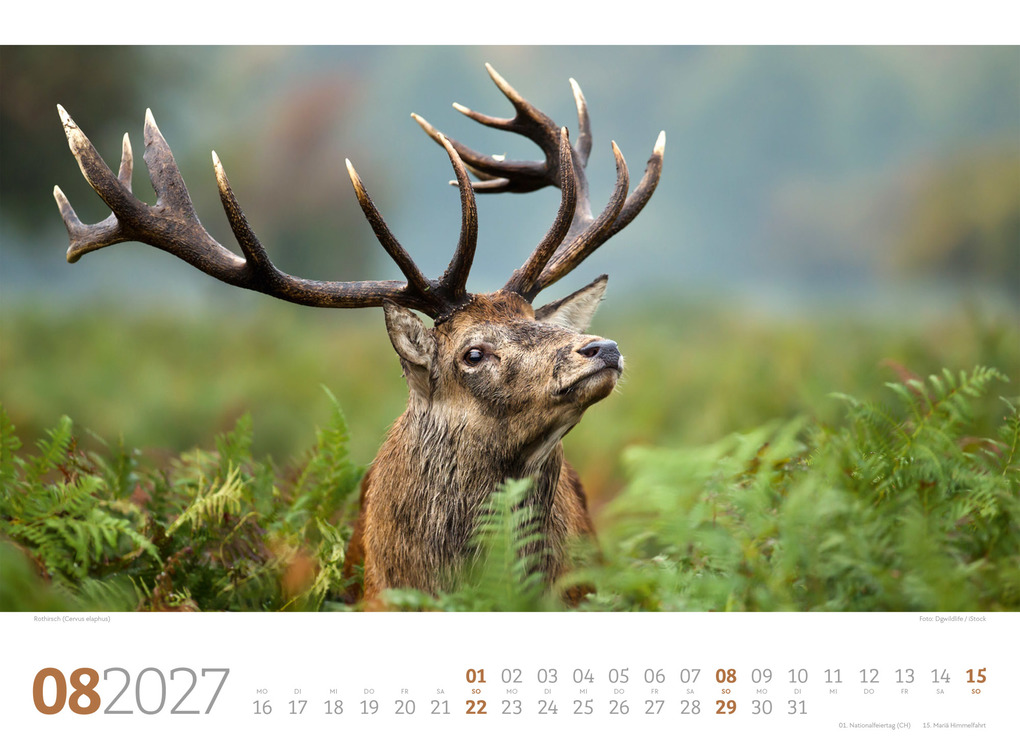 Weitere Ansicht: Tierwelt Wald Kalender 2027 | Ackermann Kunstverlag GmbH