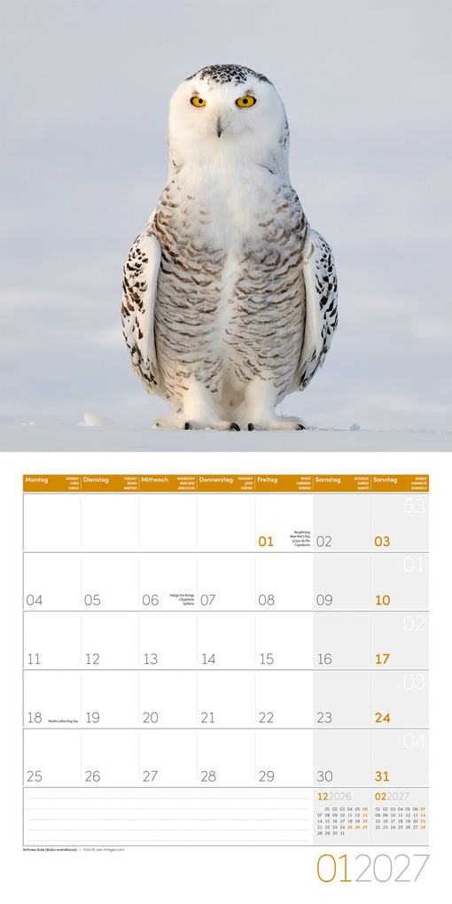 Weitere Ansicht: Eulen Kalender 2027 - 30x30 - Art12 | Ackermann Kunstverlag GmbH