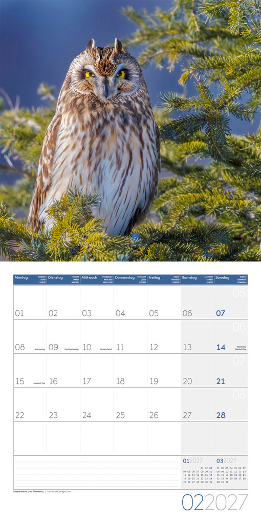 Weitere Ansicht: Eulen Kalender 2027 - 30x30 - Art12 | Ackermann Kunstverlag GmbH
