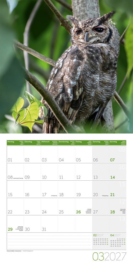 Weitere Ansicht: Eulen Kalender 2027 - 30x30 - Art12 | Ackermann Kunstverlag GmbH