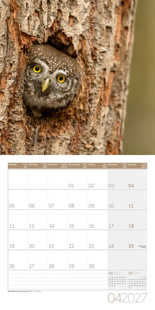 Weitere Ansicht: Eulen Kalender 2027 - 30x30 - Art12 | Ackermann Kunstverlag GmbH