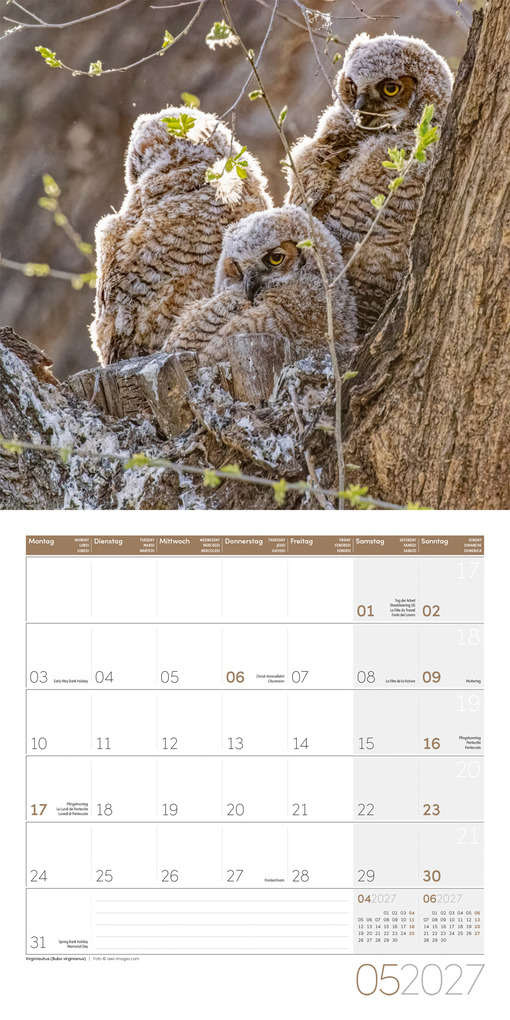 Weitere Ansicht: Eulen Kalender 2027 - 30x30 - Art12 | Ackermann Kunstverlag GmbH