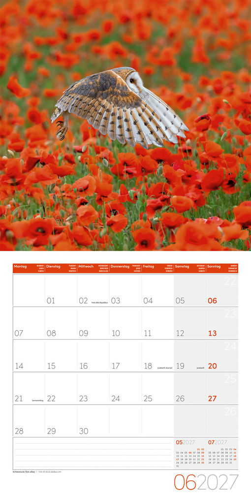 Weitere Ansicht: Eulen Kalender 2027 - 30x30 - Art12 | Ackermann Kunstverlag GmbH