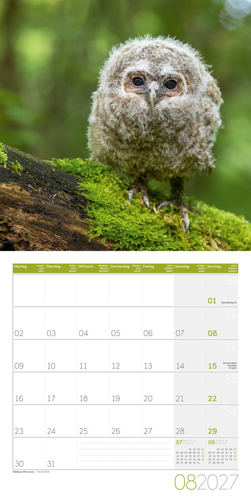 Weitere Ansicht: Eulen Kalender 2027 - 30x30 - Art12 | Ackermann Kunstverlag GmbH