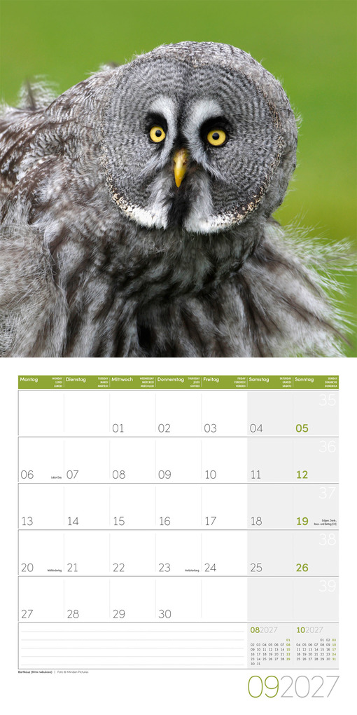 Weitere Ansicht: Eulen Kalender 2027 - 30x30 - Art12 | Ackermann Kunstverlag GmbH