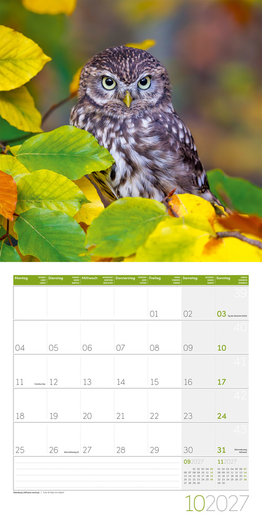 Weitere Ansicht: Eulen Kalender 2027 - 30x30 - Art12 | Ackermann Kunstverlag GmbH