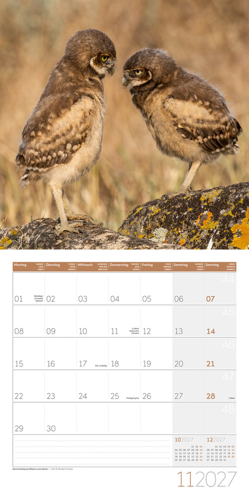 Weitere Ansicht: Eulen Kalender 2027 - 30x30 - Art12 | Ackermann Kunstverlag GmbH