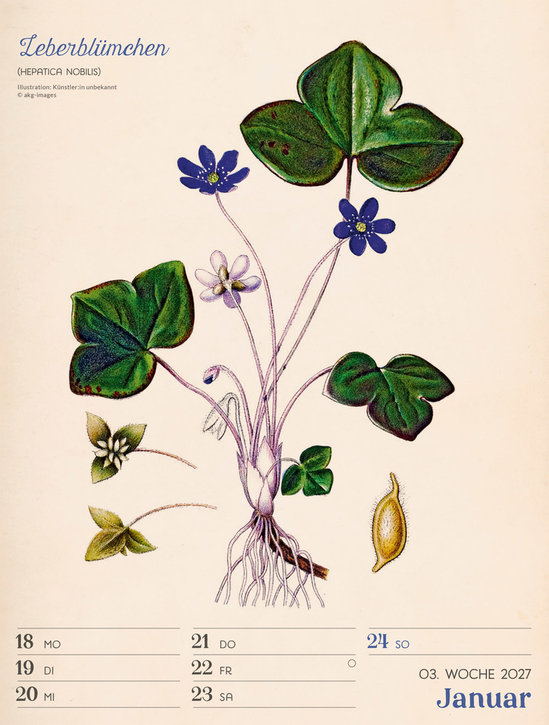 Weitere Ansicht: Ars Floralis Wochenplaner Kalender 2027 | Ackermann Kunstverlag GmbH
