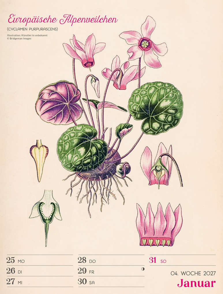 Weitere Ansicht: Ars Floralis Wochenplaner Kalender 2027 | Ackermann Kunstverlag GmbH