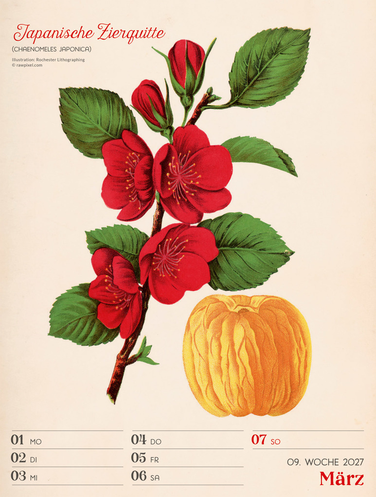 Weitere Ansicht: Ars Floralis Wochenplaner Kalender 2027 | Ackermann Kunstverlag GmbH