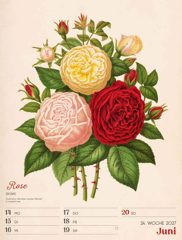 Weitere Ansicht: Ars Floralis Wochenplaner Kalender 2027 | Ackermann Kunstverlag GmbH