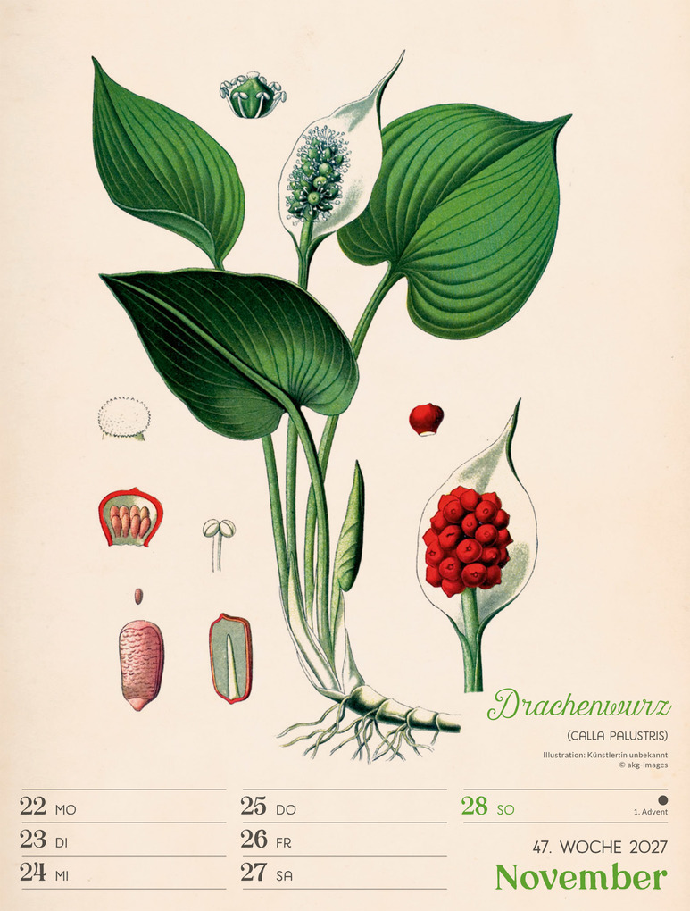 Weitere Ansicht: Ars Floralis Wochenplaner Kalender 2027 | Ackermann Kunstverlag GmbH