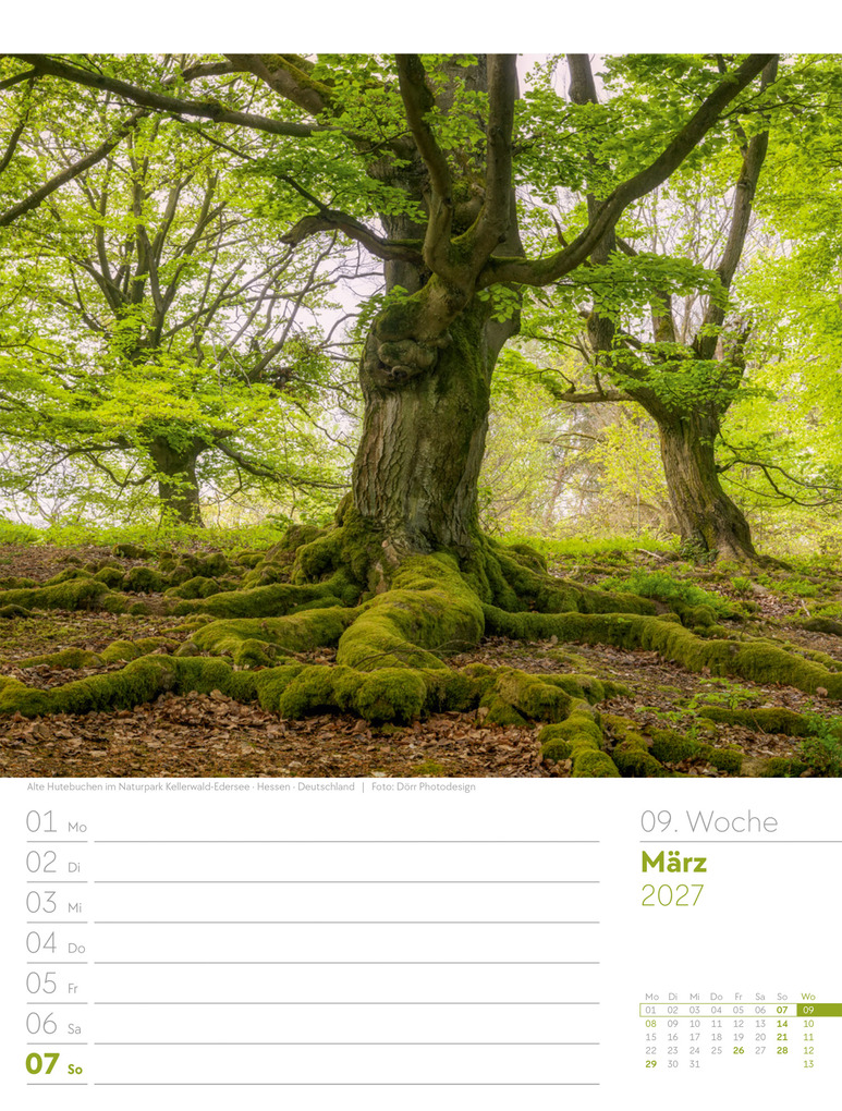 Weitere Ansicht: Unser Wald Wochenplaner Kalender 2027 | Ackermann Kunstverlag GmbH