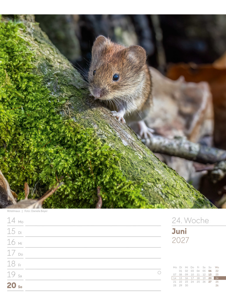Weitere Ansicht: Unser Wald Wochenplaner Kalender 2027 | Ackermann Kunstverlag GmbH