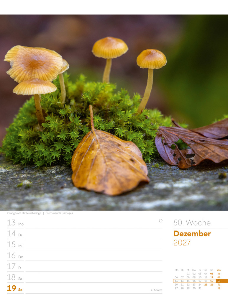 Weitere Ansicht: Unser Wald Wochenplaner Kalender 2027 | Ackermann Kunstverlag GmbH