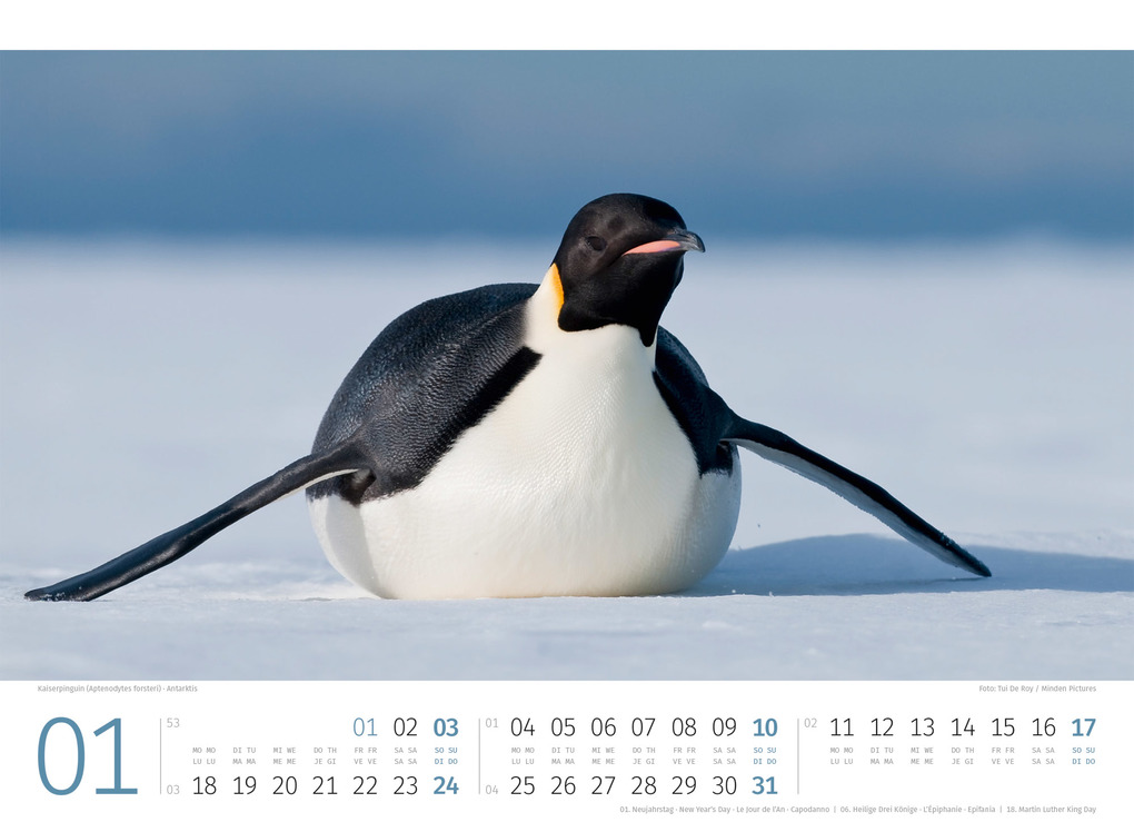 Weitere Ansicht: Pinguine Kalender 2027 | Ackermann Kunstverlag GmbH