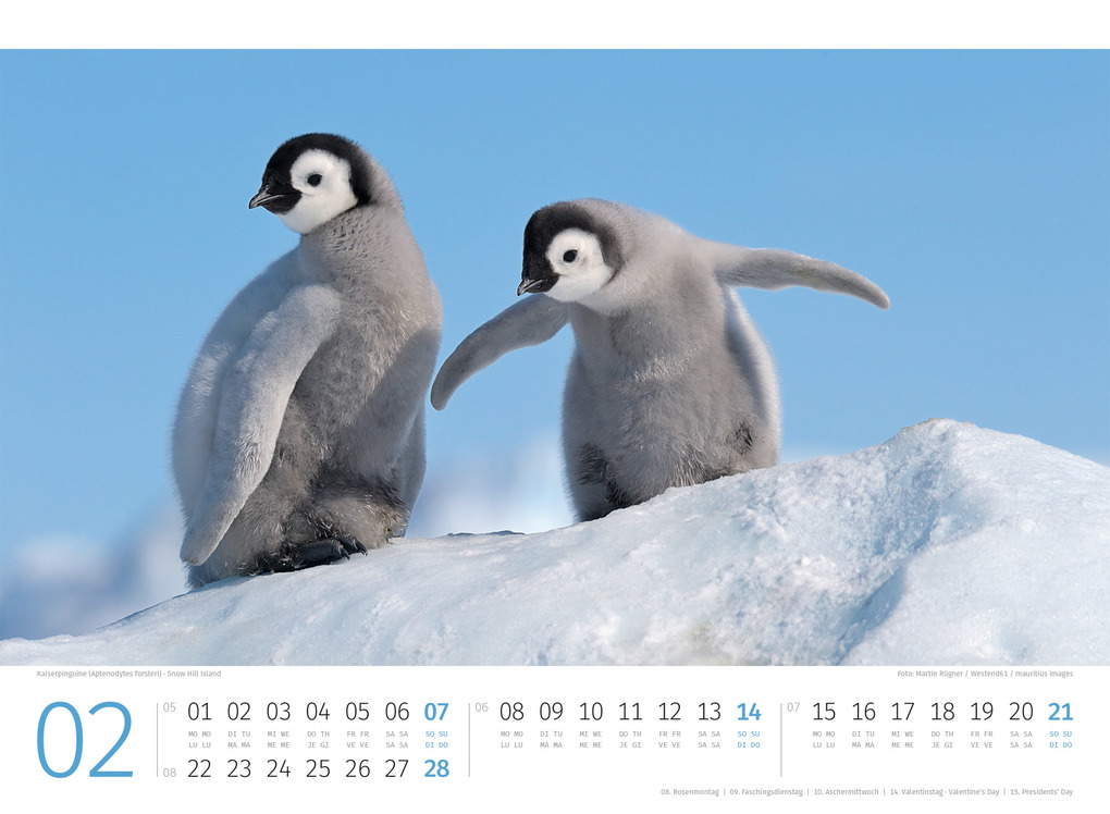 Weitere Ansicht: Pinguine Kalender 2027 | Ackermann Kunstverlag GmbH