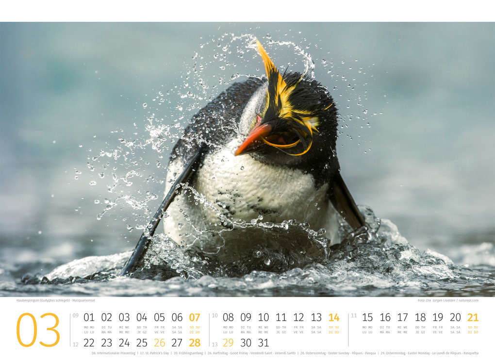 Weitere Ansicht: Pinguine Kalender 2027 | Ackermann Kunstverlag GmbH