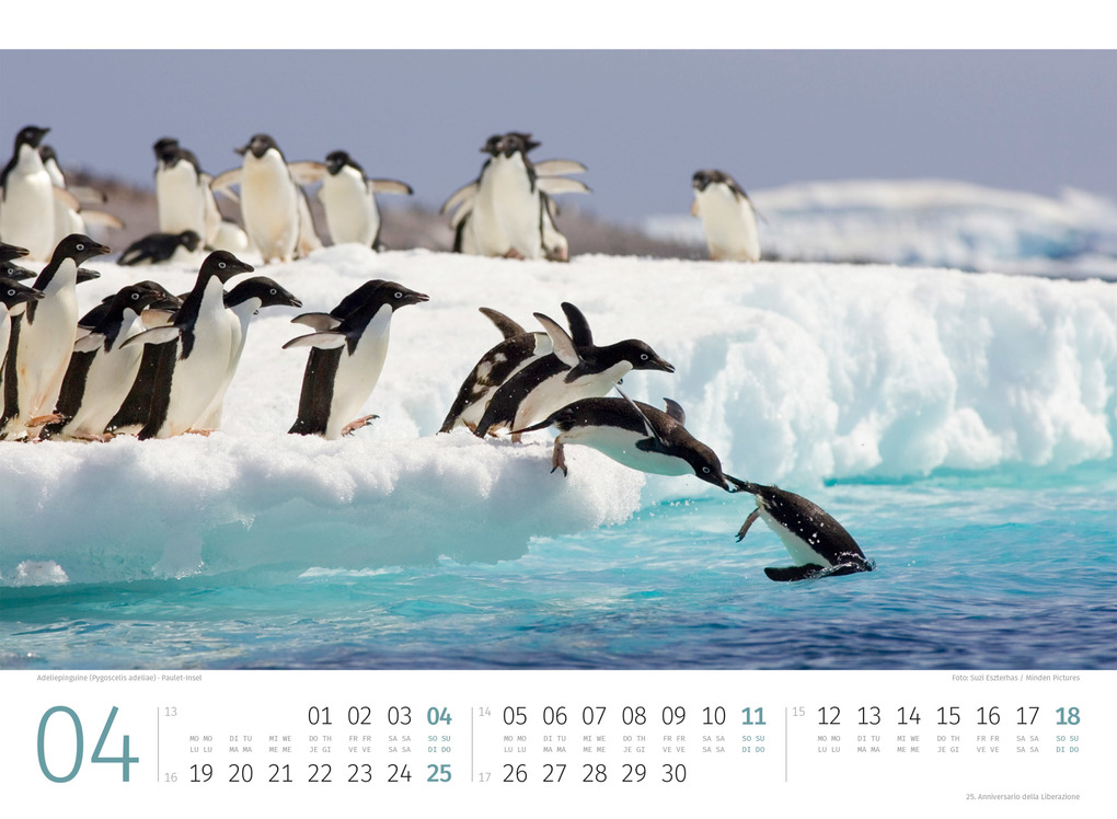 Weitere Ansicht: Pinguine Kalender 2027 | Ackermann Kunstverlag GmbH