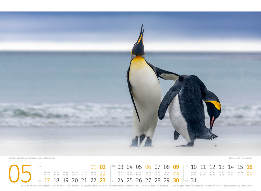 Weitere Ansicht: Pinguine Kalender 2027 | Ackermann Kunstverlag GmbH