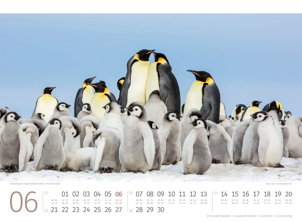 Weitere Ansicht: Pinguine Kalender 2027 | Ackermann Kunstverlag GmbH
