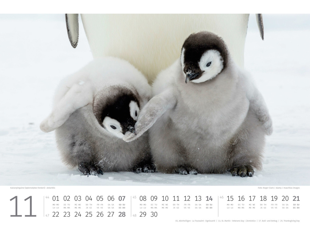 Weitere Ansicht: Pinguine Kalender 2027 | Ackermann Kunstverlag GmbH