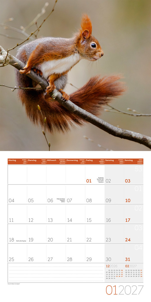 Weitere Ansicht: Eichhörnchen Kalender 2027 - 30x30 - Art12 | Ackermann Kunstverlag GmbH