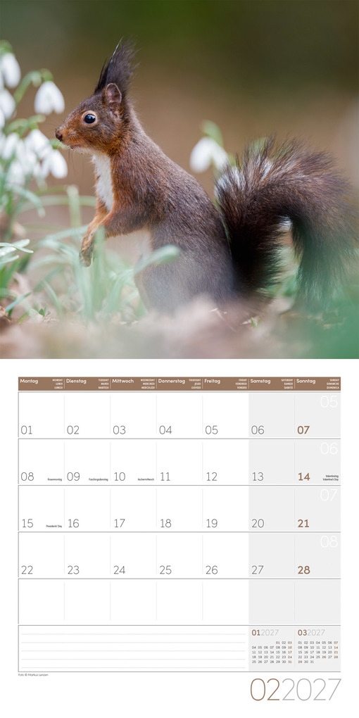 Weitere Ansicht: Eichhörnchen Kalender 2027 - 30x30 - Art12 | Ackermann Kunstverlag GmbH