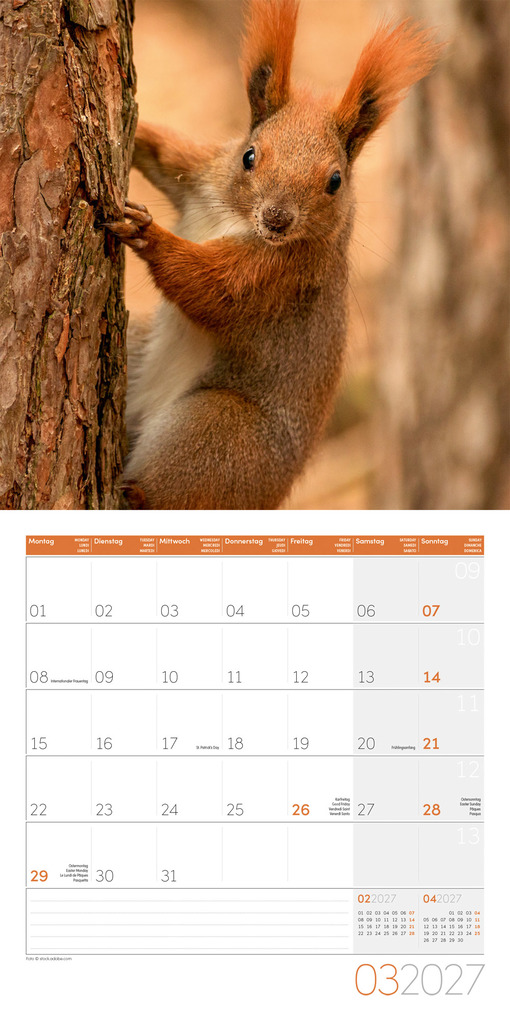 Weitere Ansicht: Eichhörnchen Kalender 2027 - 30x30 - Art12 | Ackermann Kunstverlag GmbH