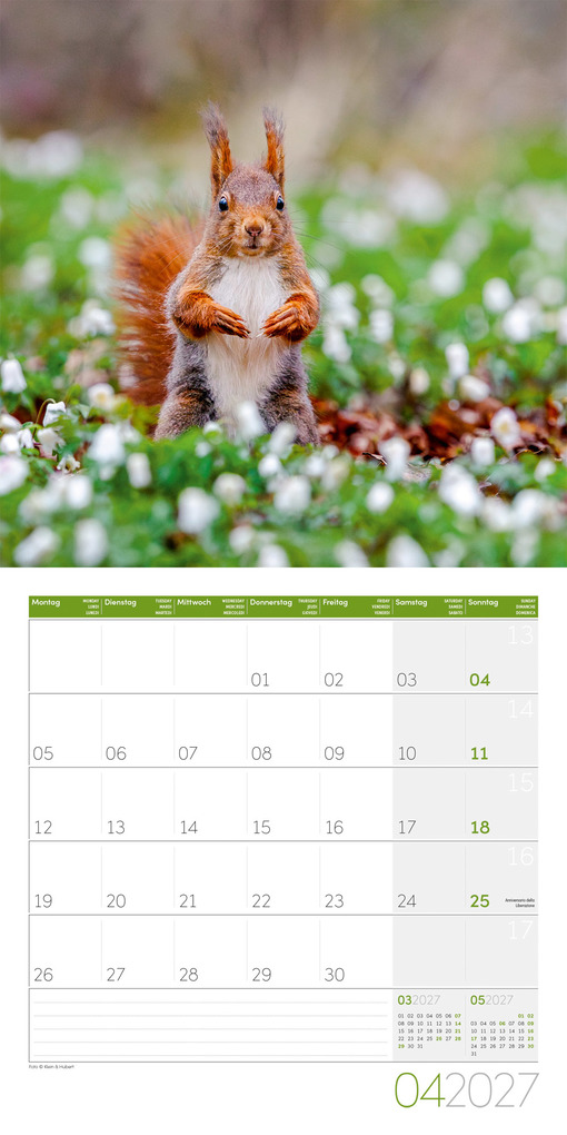 Weitere Ansicht: Eichhörnchen Kalender 2027 - 30x30 - Art12 | Ackermann Kunstverlag GmbH