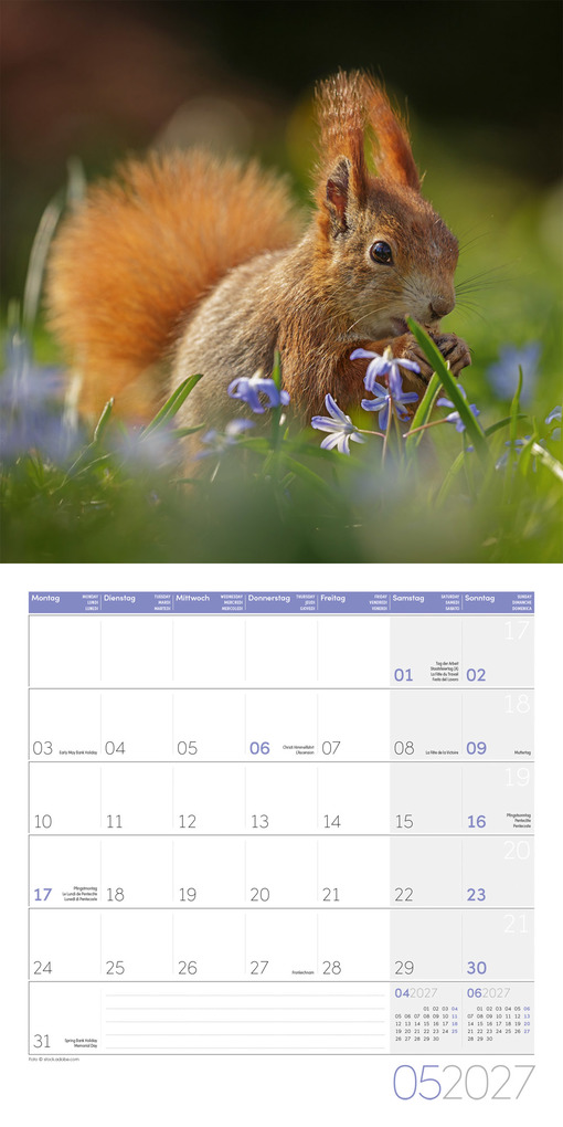 Weitere Ansicht: Eichhörnchen Kalender 2027 - 30x30 - Art12 | Ackermann Kunstverlag GmbH