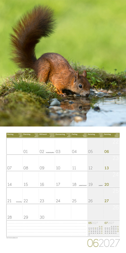 Weitere Ansicht: Eichhörnchen Kalender 2027 - 30x30 - Art12 | Ackermann Kunstverlag GmbH