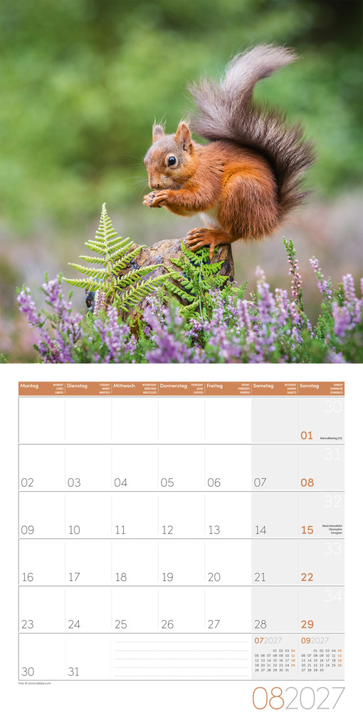 Weitere Ansicht: Eichhörnchen Kalender 2027 - 30x30 - Art12 | Ackermann Kunstverlag GmbH