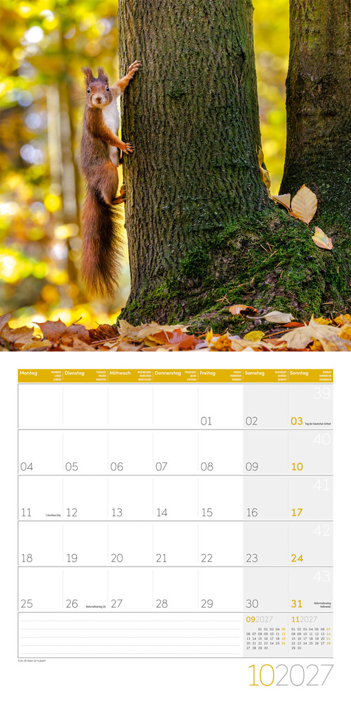 Weitere Ansicht: Eichhörnchen Kalender 2027 - 30x30 - Art12 | Ackermann Kunstverlag GmbH