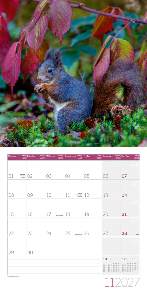 Weitere Ansicht: Eichhörnchen Kalender 2027 - 30x30 - Art12 | Ackermann Kunstverlag GmbH