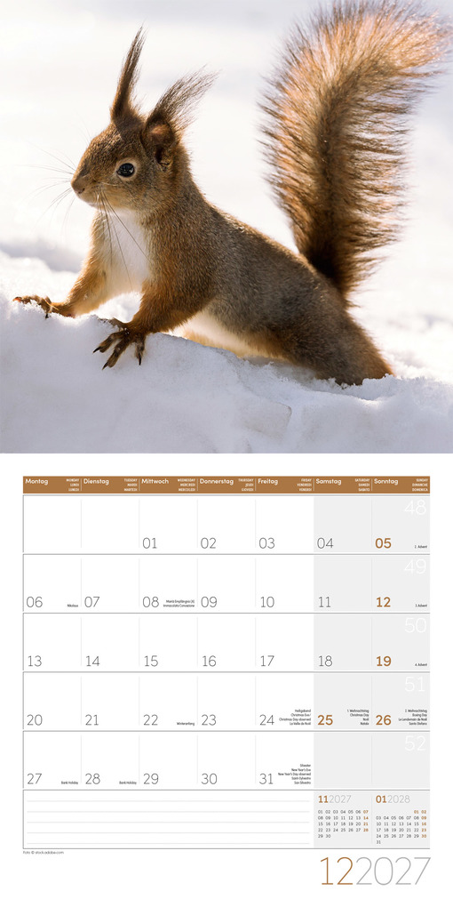 Weitere Ansicht: Eichhörnchen Kalender 2027 - 30x30 - Art12 | Ackermann Kunstverlag GmbH