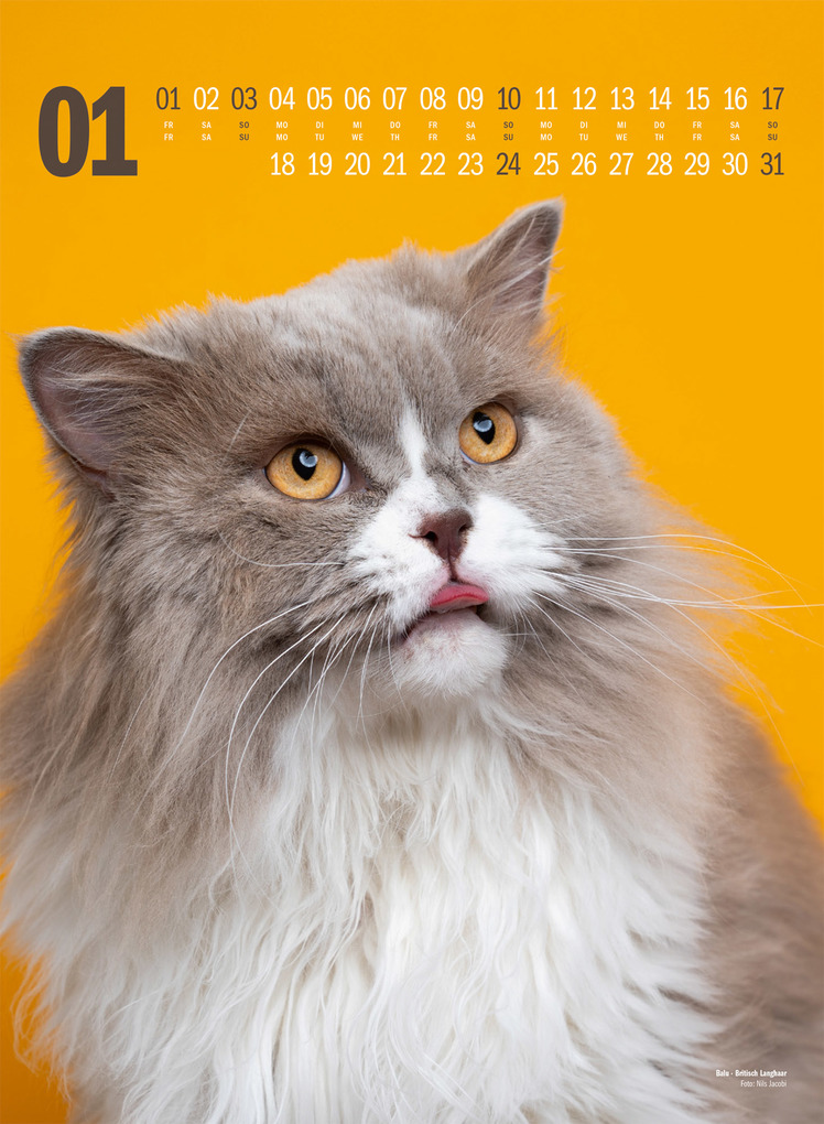 Weitere Ansicht: Catography Katzen-Kalender 2027 | Nils Jacobi, Ackermann Kunstverlag GmbH