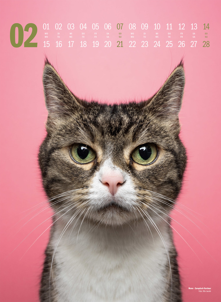 Weitere Ansicht: Catography Katzen-Kalender 2027 | Nils Jacobi, Ackermann Kunstverlag GmbH