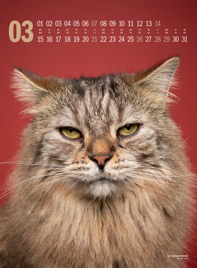 Weitere Ansicht: Catography Katzen-Kalender 2027 | Nils Jacobi, Ackermann Kunstverlag GmbH
