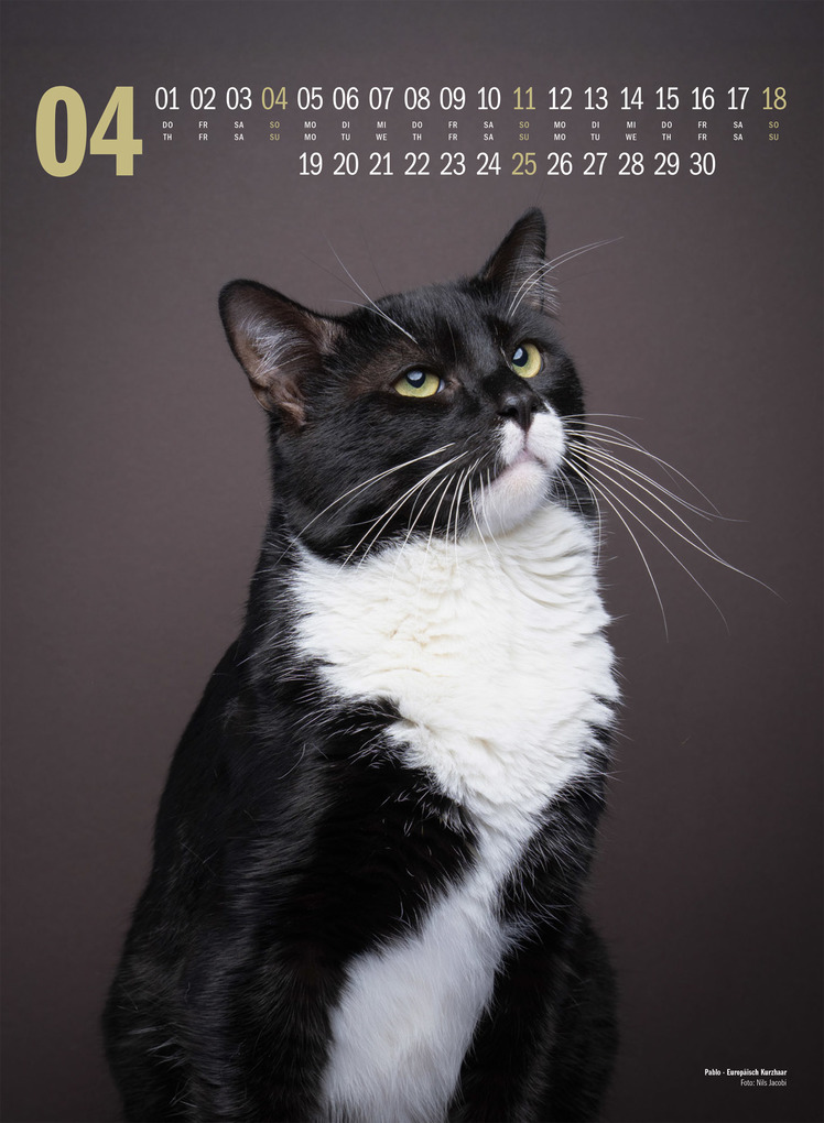 Weitere Ansicht: Catography Katzen-Kalender 2027 | Nils Jacobi, Ackermann Kunstverlag GmbH