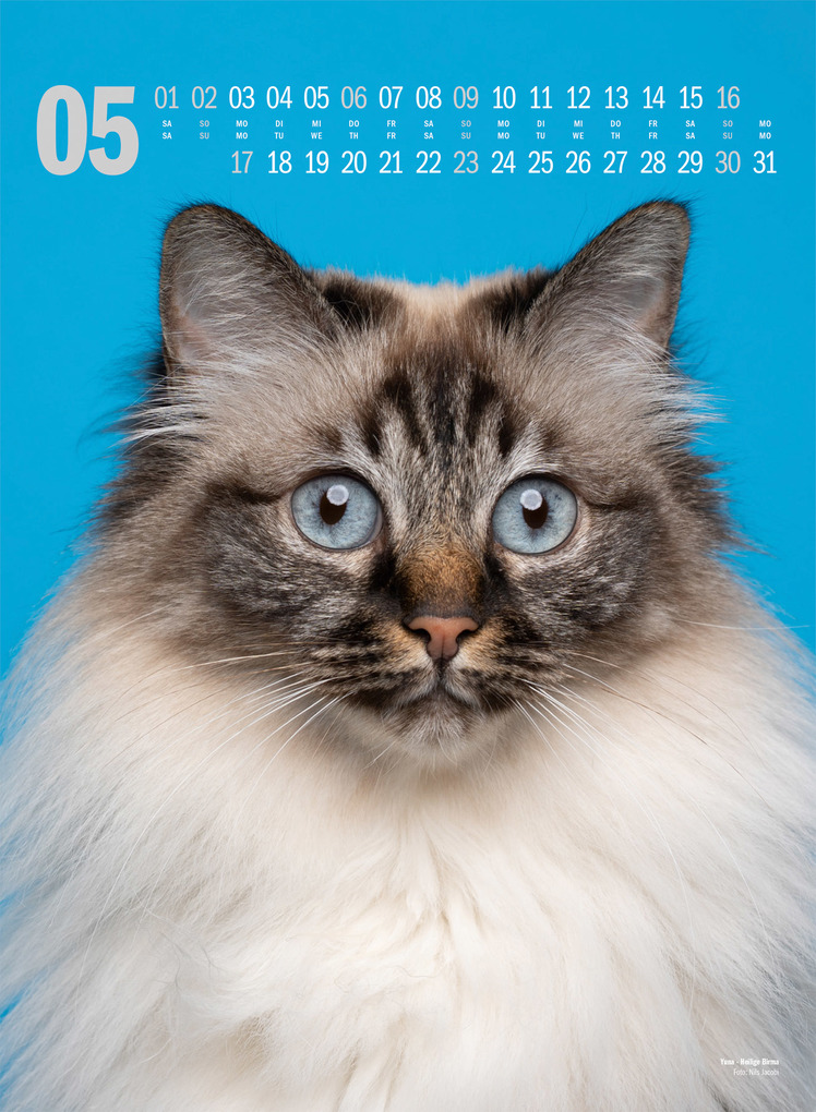Weitere Ansicht: Catography Katzen-Kalender 2027 | Nils Jacobi, Ackermann Kunstverlag GmbH