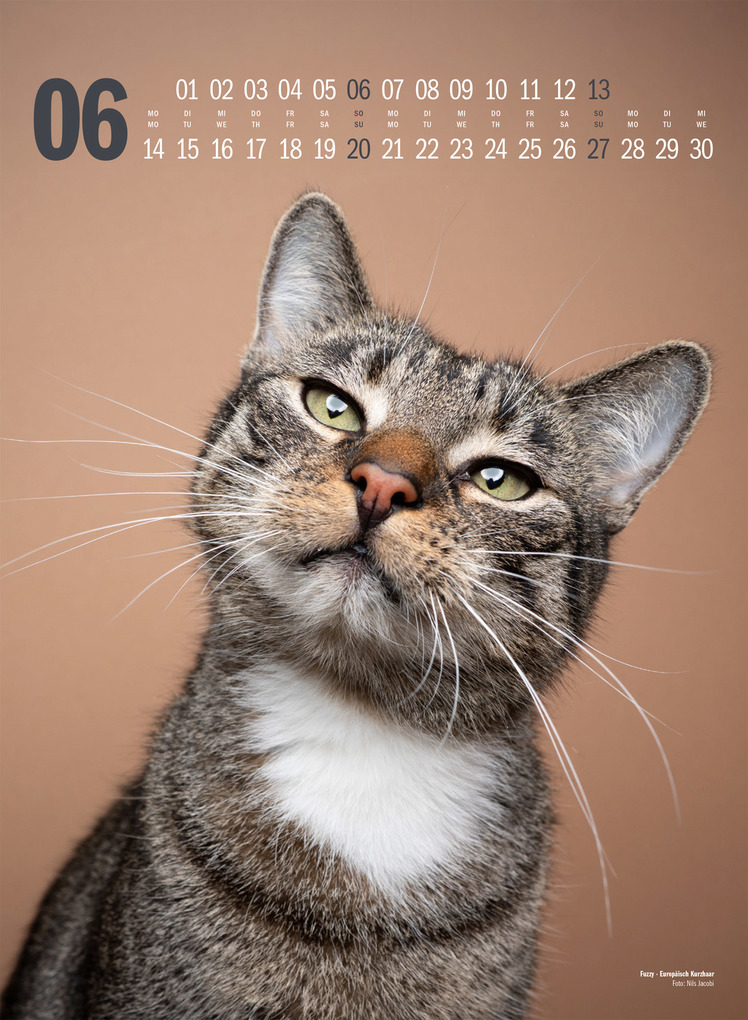 Weitere Ansicht: Catography Katzen-Kalender 2027 | Nils Jacobi, Ackermann Kunstverlag GmbH