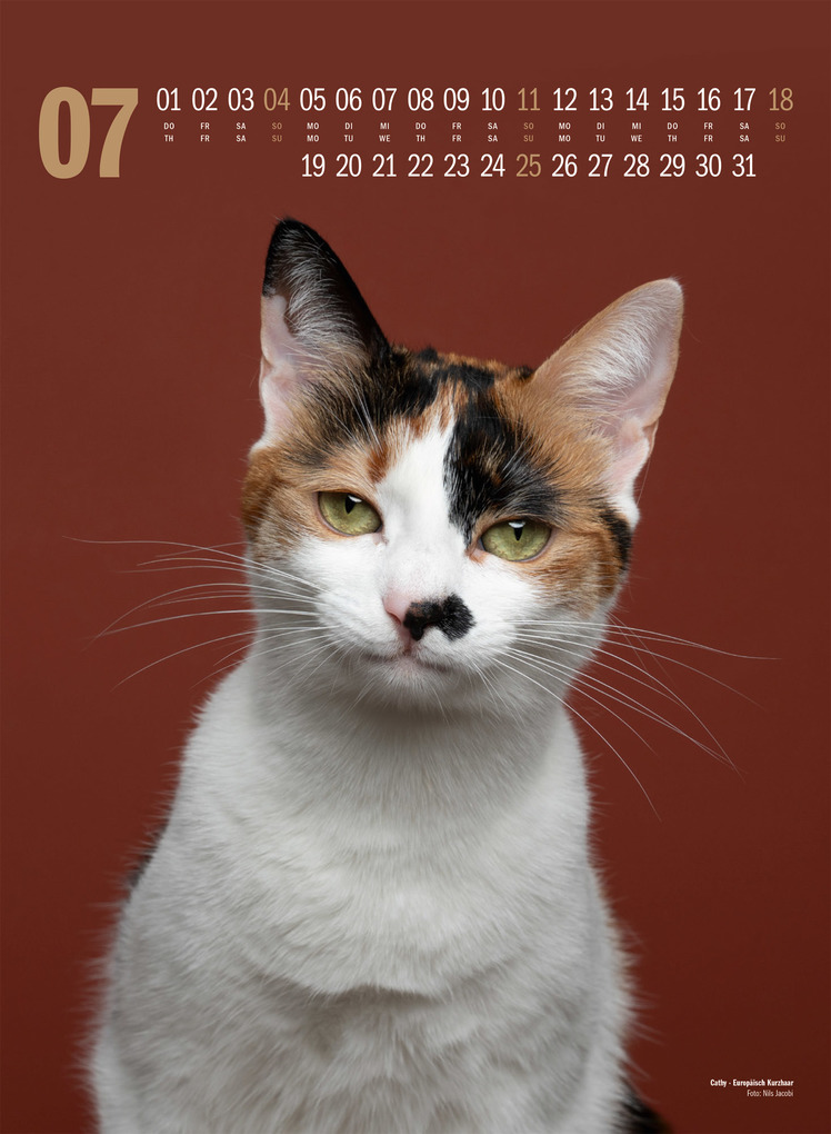 Weitere Ansicht: Catography Katzen-Kalender 2027 | Nils Jacobi, Ackermann Kunstverlag GmbH