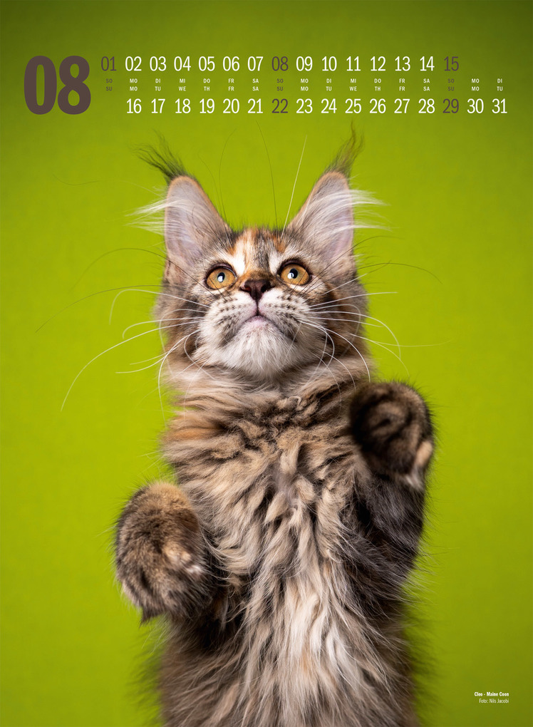Weitere Ansicht: Catography Katzen-Kalender 2027 | Nils Jacobi, Ackermann Kunstverlag GmbH