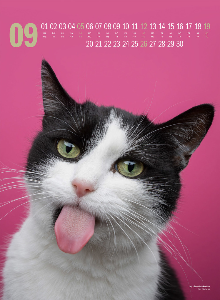 Weitere Ansicht: Catography Katzen-Kalender 2027 | Nils Jacobi, Ackermann Kunstverlag GmbH