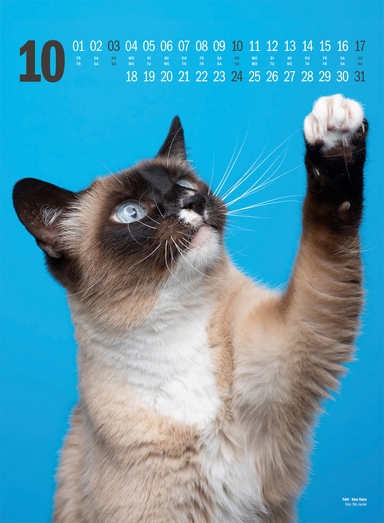 Weitere Ansicht: Catography Katzen-Kalender 2027 | Nils Jacobi, Ackermann Kunstverlag GmbH