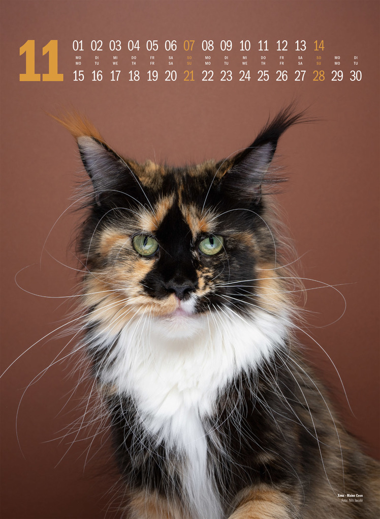 Weitere Ansicht: Catography Katzen-Kalender 2027 | Nils Jacobi, Ackermann Kunstverlag GmbH