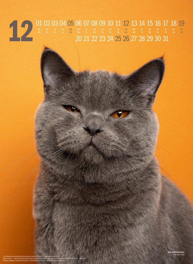 Weitere Ansicht: Catography Katzen-Kalender 2027 | Nils Jacobi, Ackermann Kunstverlag GmbH