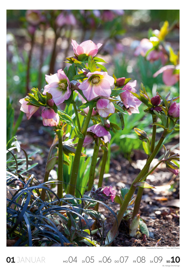 Weitere Ansicht: Garten Wochenkalender 2027 | Ackermann Kunstverlag GmbH